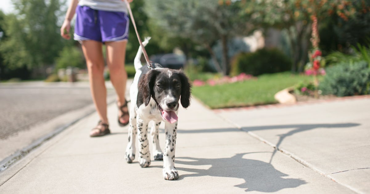 The One Thing Experts Say You Should Always Do Before Walking Your Dog In This Heat