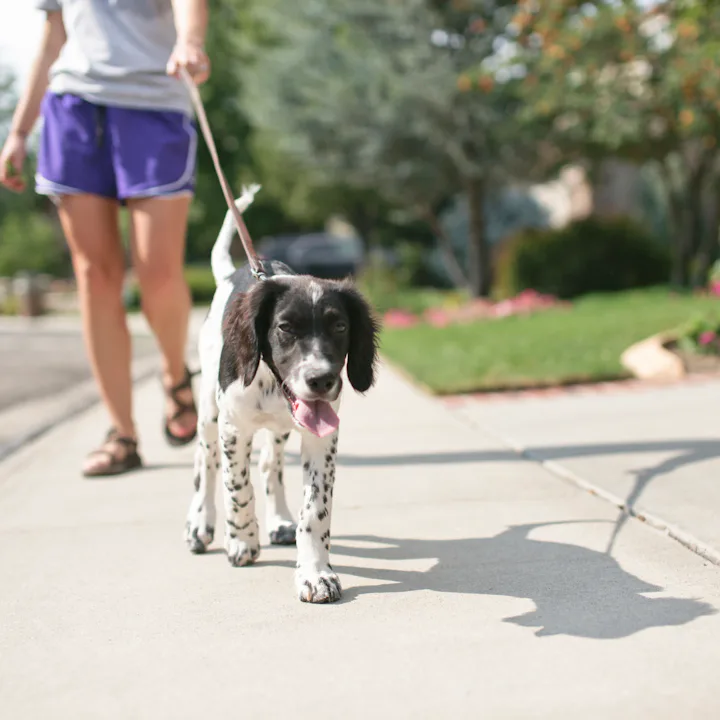 A woman walks her dog on a hot summer day.
