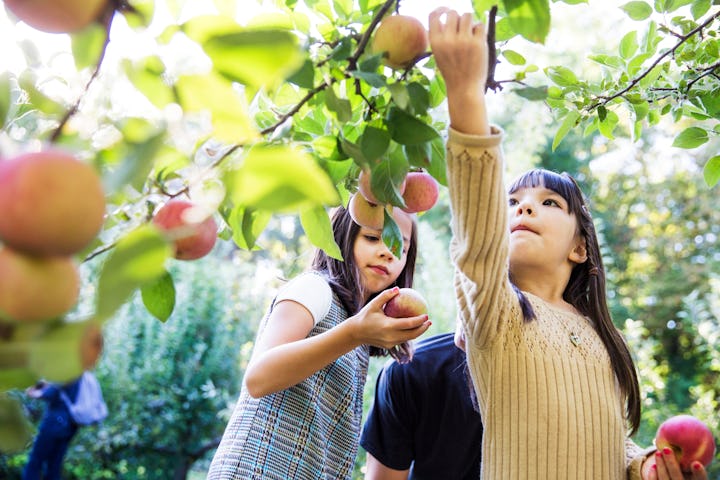 Girls pick apples at an apple orchard.