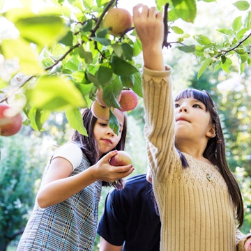 Girls pick apples at an apple orchard.