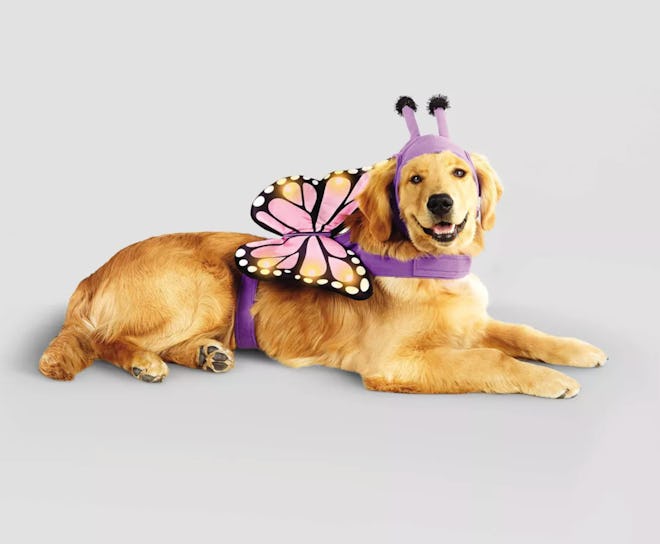 Full Body LED Butterfly Cat and Dog Costume