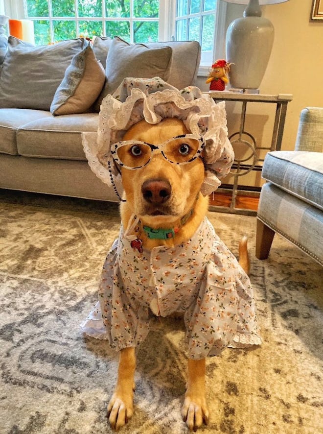 Larger Breed Dog Granny Robe