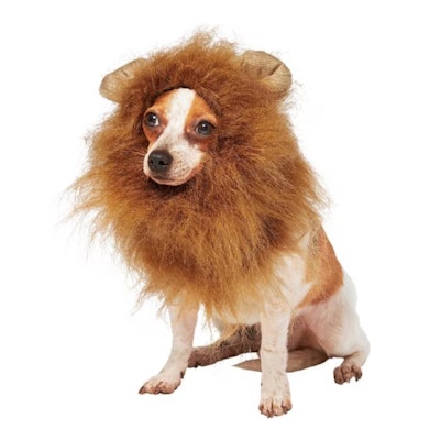 Frisco Lion Mane Dog & Cat Costume