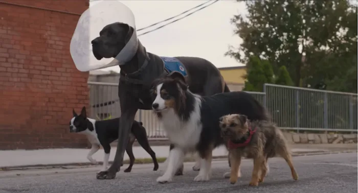 The four main dogs featured in 'Strays,' a talking dog movie that is not appropriate for kids.