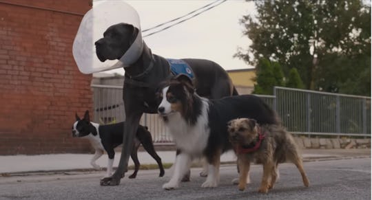 The four main dogs featured in 'Strays,' a talking dog movie that is not appropriate for kids.