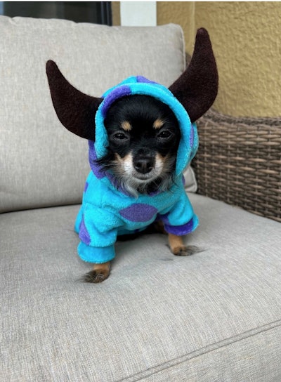 Monster Inc Sullivan Dog Sweater