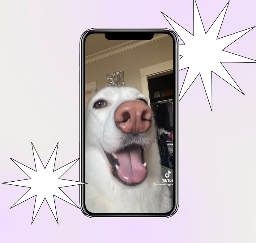 Screaming Ava on TikTok