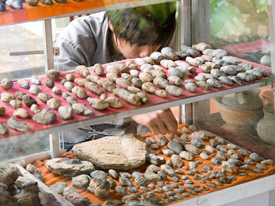 A person looking in a glass case of what look like pebbles but are fossilized poop.