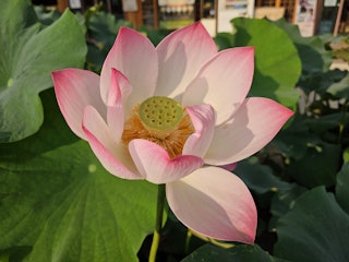 A photo of a lotus flower taken with the Samsung Galaxy Z Flip 5 camera