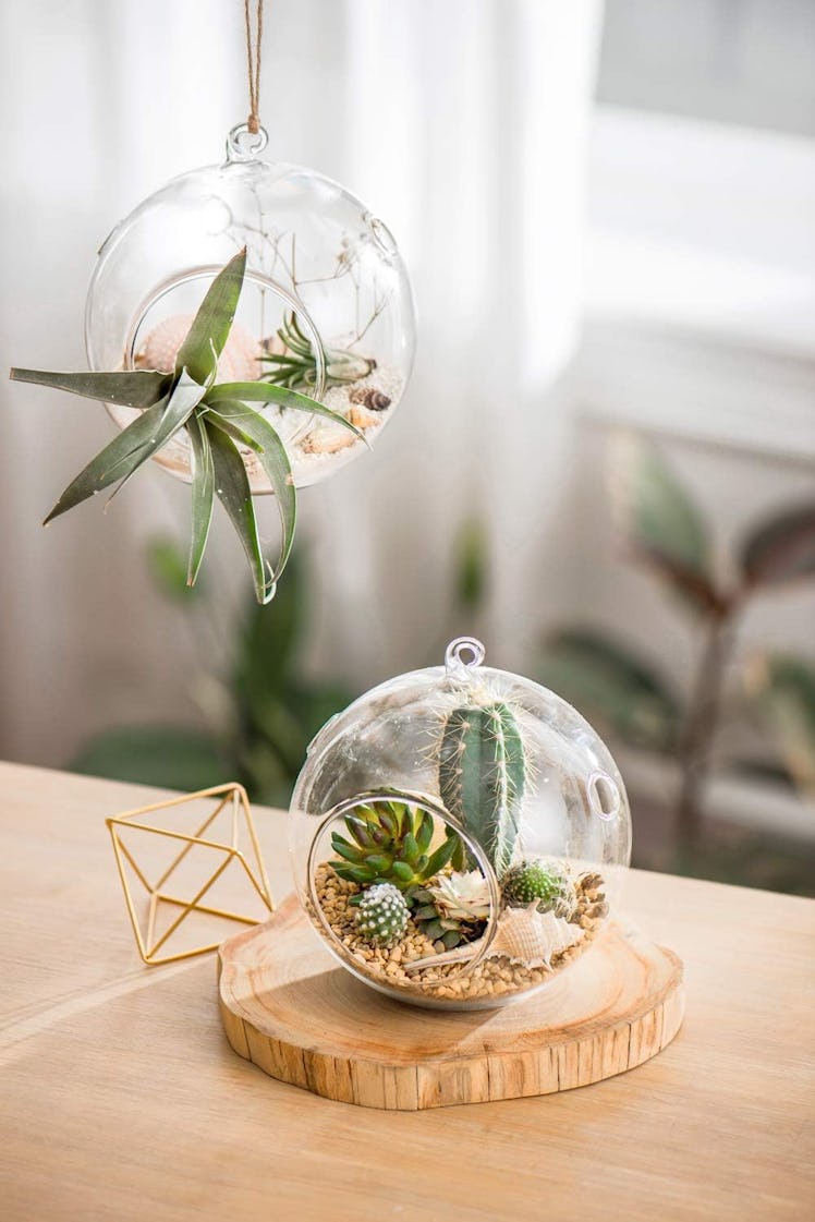 Mkono Glass Hanging Terrariums (2-Pack)