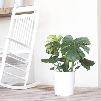  United Nursery Split Leaf Philodendron