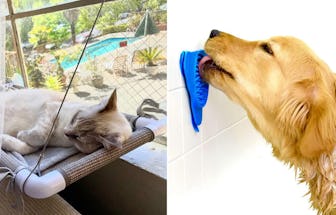 These pet products on Amazon are really weird & interesting & I want them all