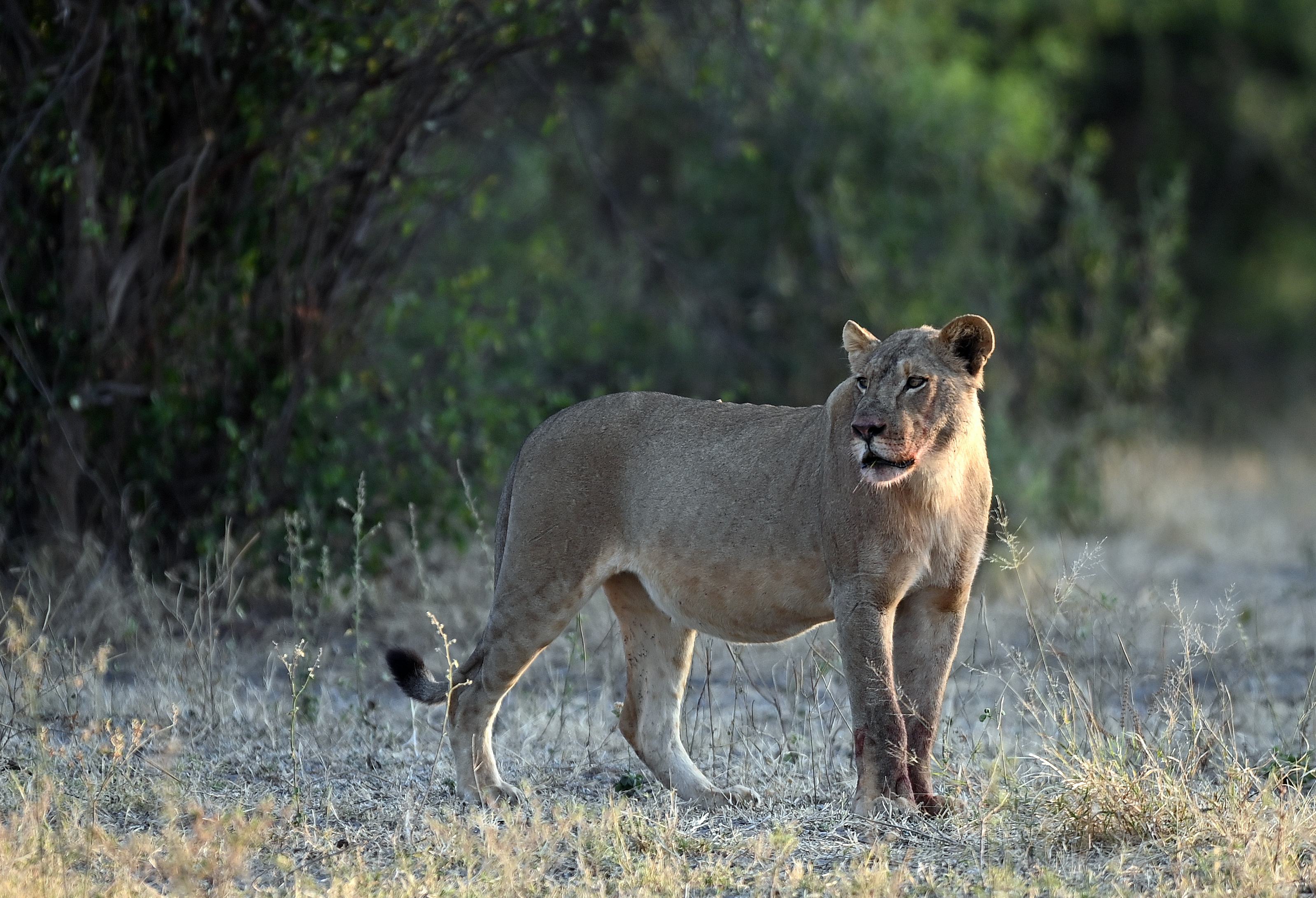 Wildlife at the safari.