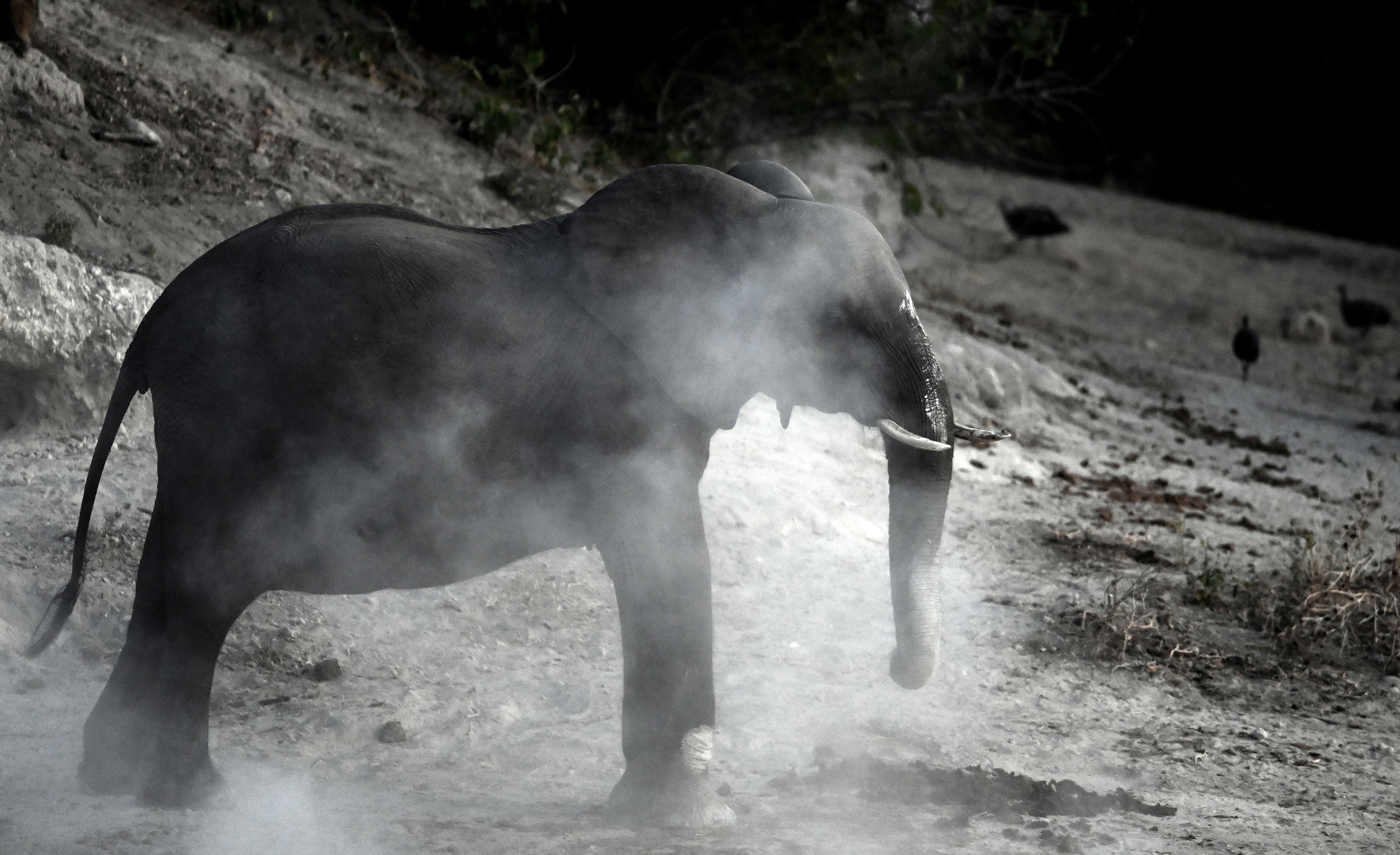 Wildlife in Botswana.