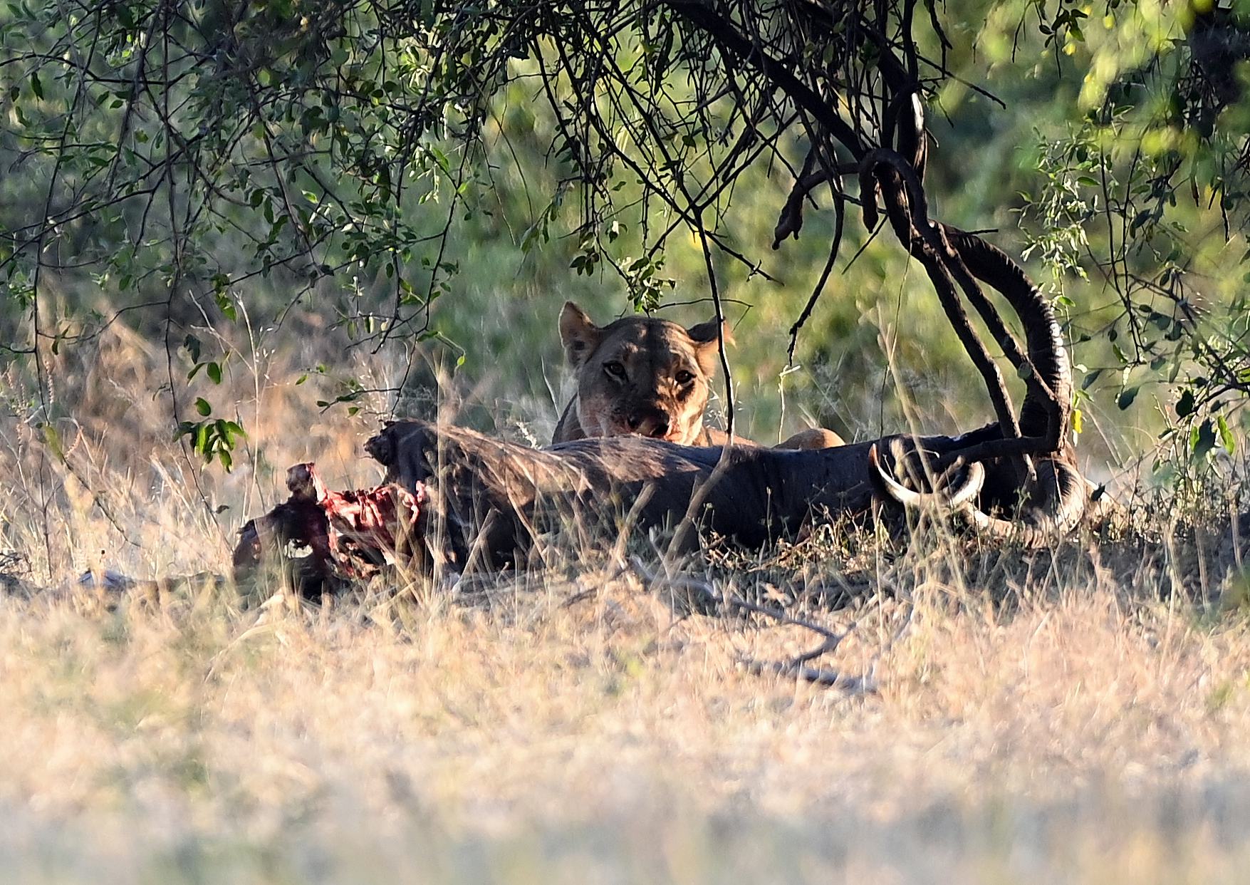 Wildlife at the safari.