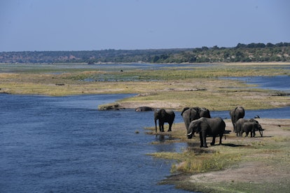 elephants roaming botswana plains