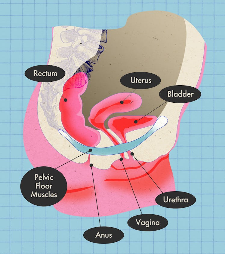 side view of pelvic floor muscles and nerves, as well as the organs in the pelvic bowl: bladder, ute...