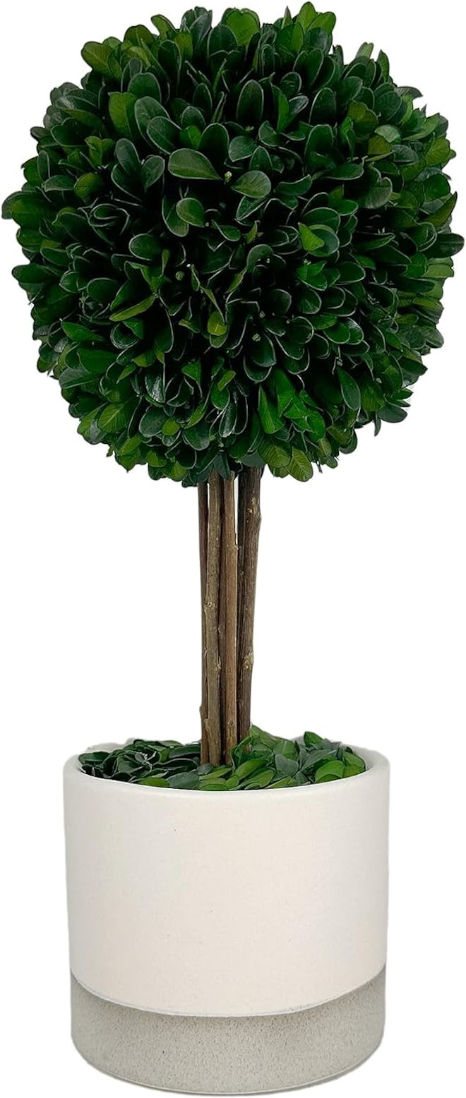 Galt International Preserved Boxwood Topiary