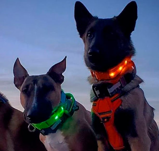 Blazin' Safety LED Light Up Dog Collar