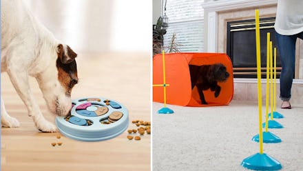 Trainers say you should never do these things if you have a dog — & here's what to do instead