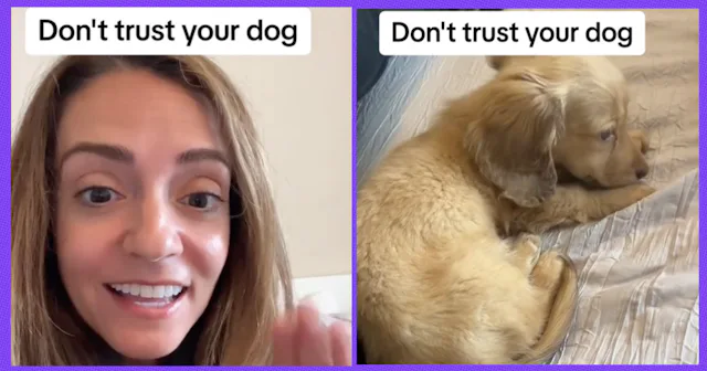 A pediatrician explains why dogs and young children should never be left together — not even your tr...