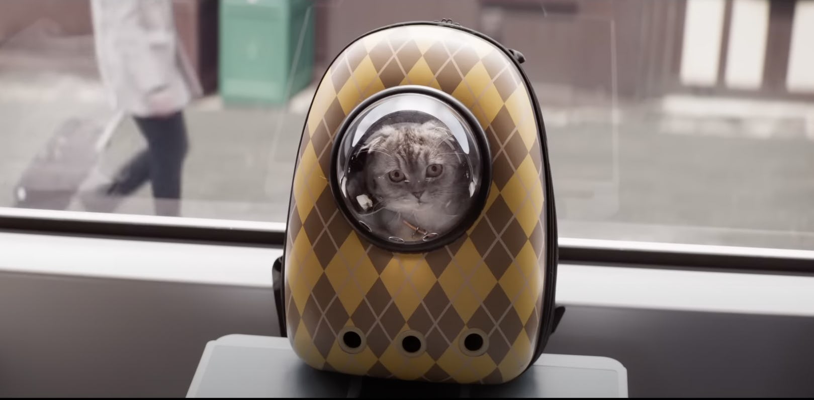 ‘Argylle’ star Chip in Taylor Swift’s cat backpack.