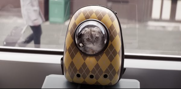 ‘Argylle’ star Chip in Taylor Swift’s cat backpack.