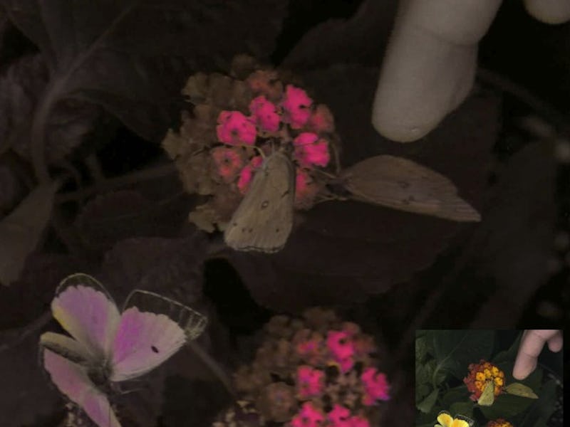 A finger approaches colorful butterflies and flowers.
