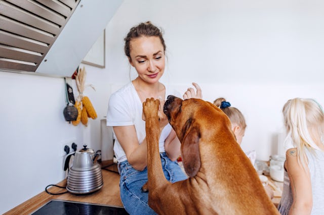A dog jumps on a woman while she cooks with her kids.