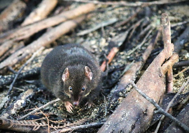 A small male marsupial called a dusky antechinus.