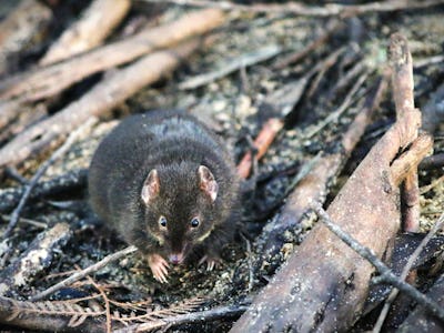 A small male marsupial called a dusky antechinus.