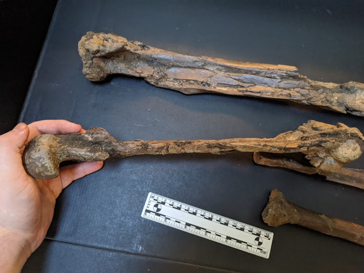 femur bone of the new dinosaur