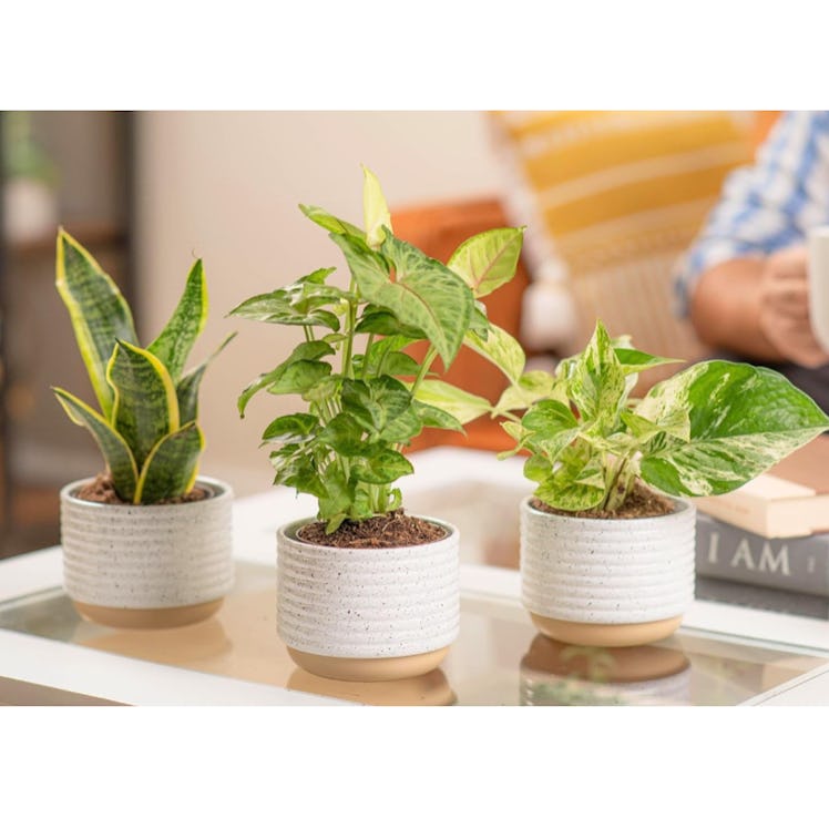Costa Farms Live Houseplant Collection (3-Pack)