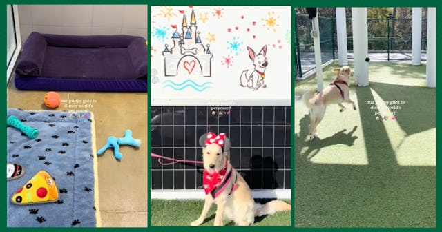 The Disney World Best Friends Pet Hotel houses dogs, cats, and small animals for Disney guests while...