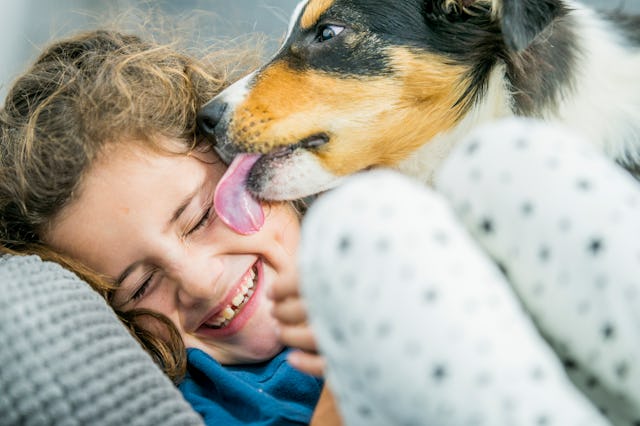 A little girl laughs as a collie puppy licks her face.