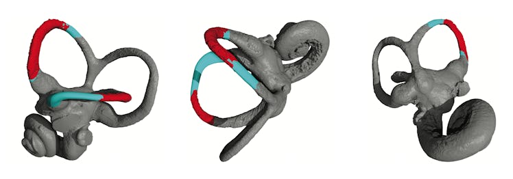 Three different views of the reconstructed inner ear of Lufengpithecus.
