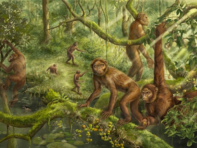 Reconstruction of the locomotion and paleoenvironment of Lufengpithecus.