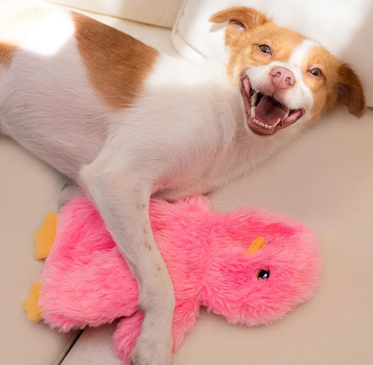 Best Pet Supplies No-Stuffing Crinkle Toy