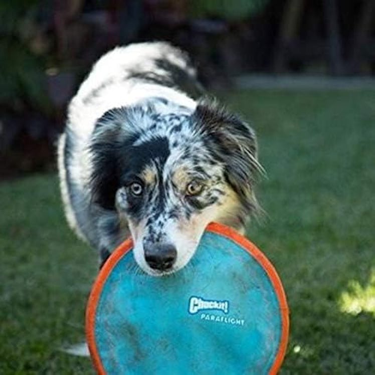 ChuckIt! Paraflight Flying Disc