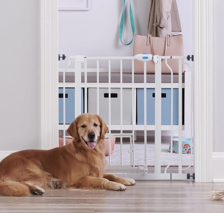 Carlson Walk-Through Pet Gate