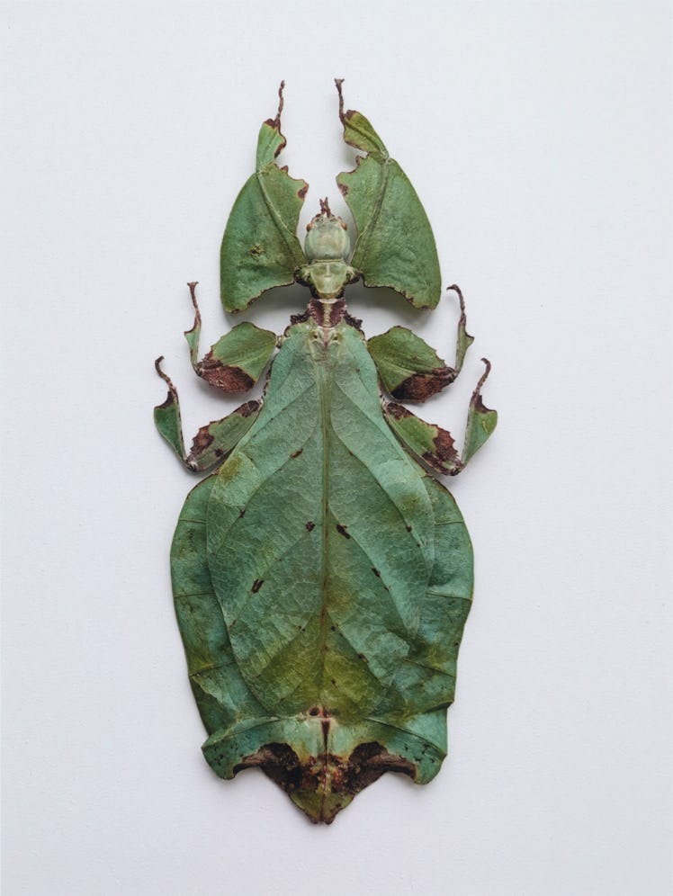 a close-up of a bug that looks like a leaf