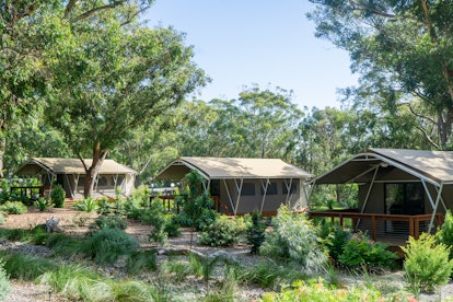 At at Port Stephens Koala Sanctuary, you can glamp in tricked-out tents that offer everything a luxu...