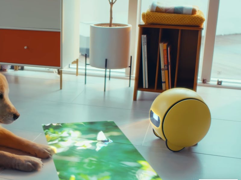 Samsung's Ballie robot projecting an image for a dog