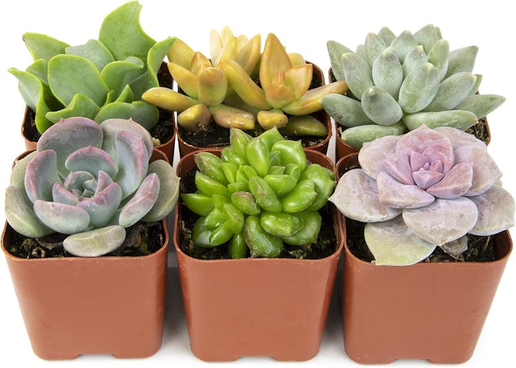 Plant for Pets Potted Succulent Plants (6-Pack)