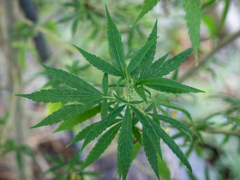 The move would not make marijuana legal at the federal level for recreational use and would require ...