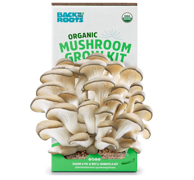 Back to the Roots Organic Oyster Mushroom Grow Kit