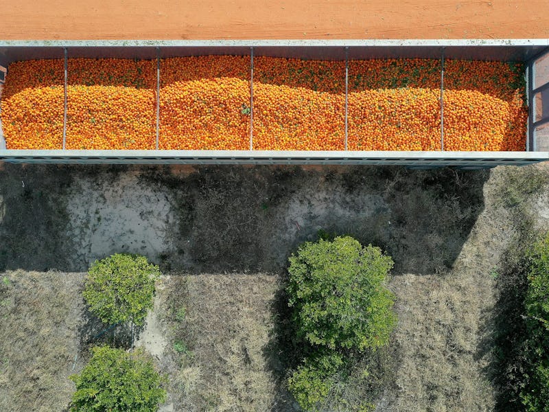 Citrus is still big business in Florida, but the industry has taken a massive hit in recent decades.