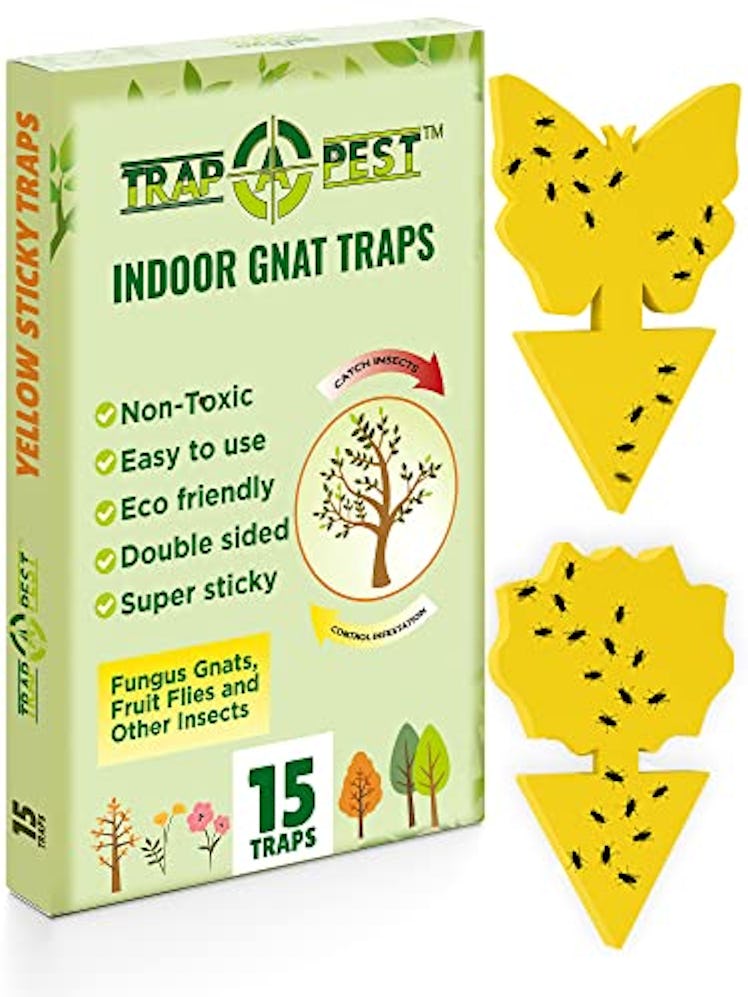 Trap A Pest Gnat Sticky Traps for Plants