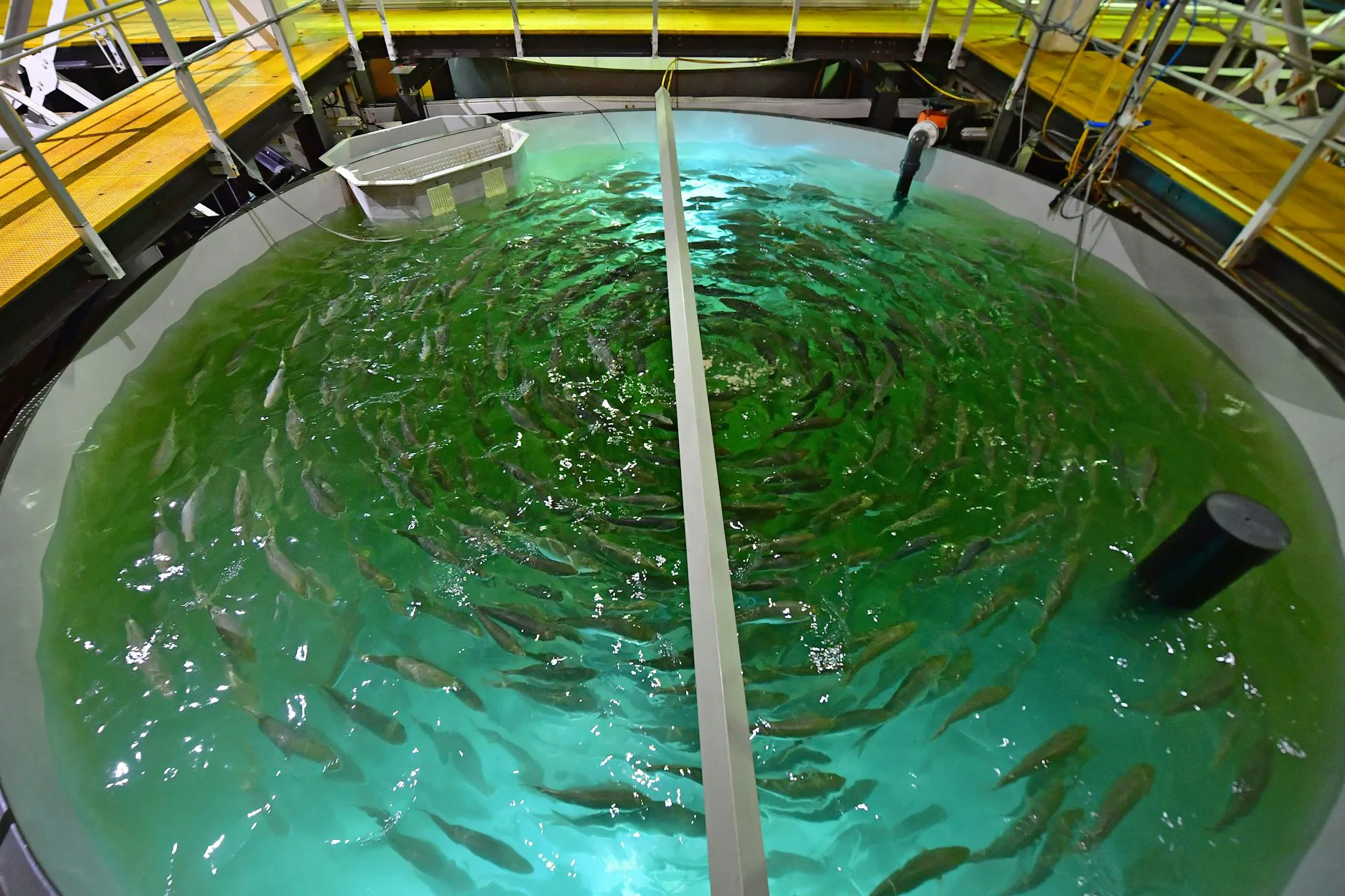 Fish Farmers Struggle To Recreate Wild Environments — With Surprising ...