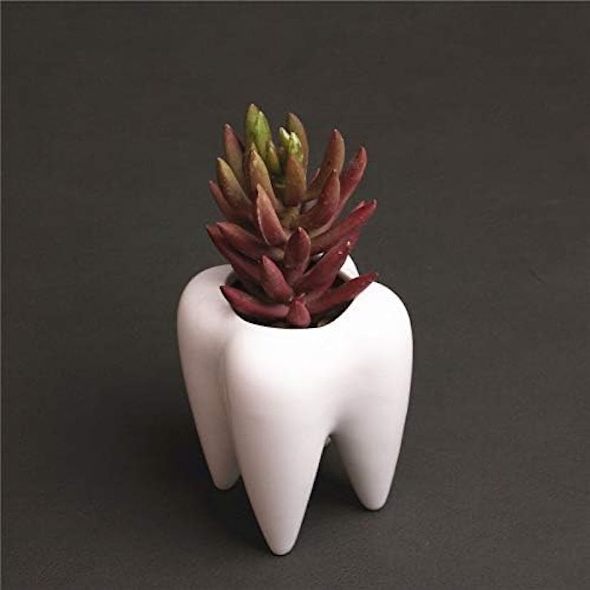 Cuteforyou Succulent Tooth Plant Pot